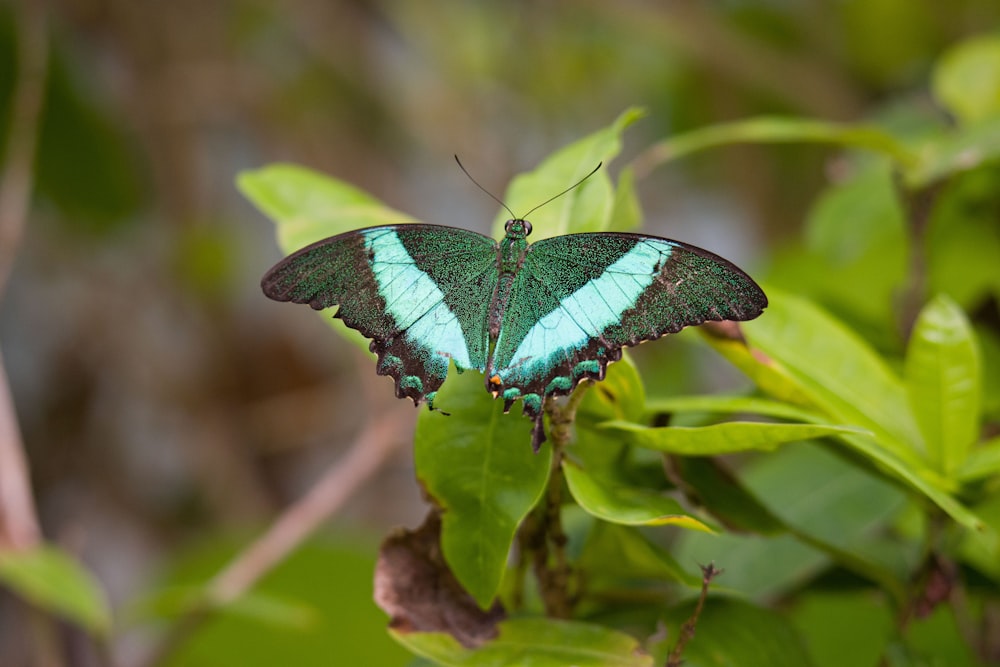 a blue and green butterfly sitting on a green leaf