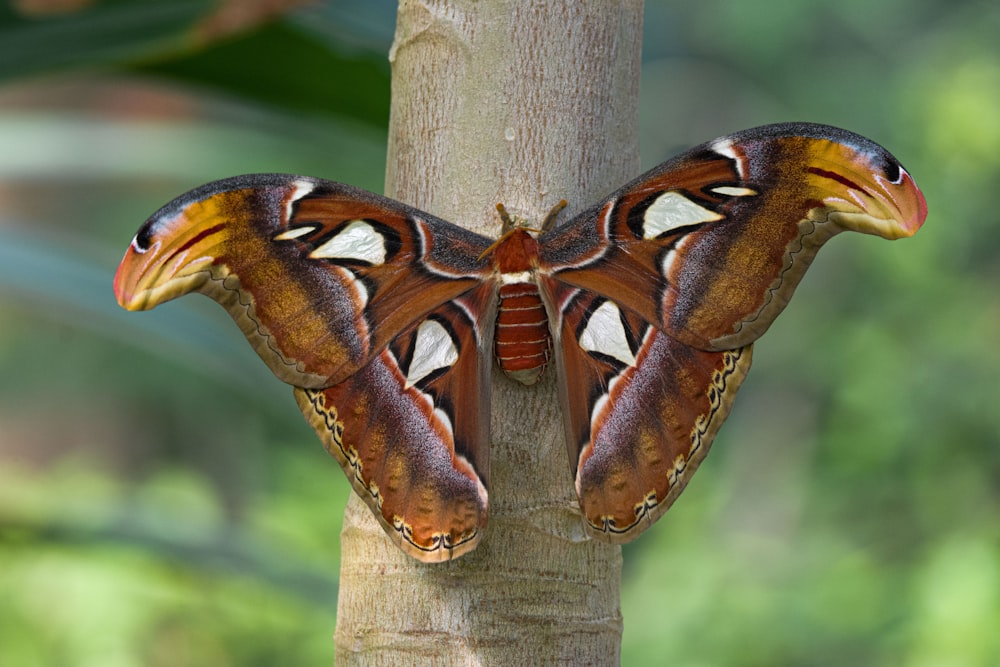 a large brown and white butterfly sitting on a tree