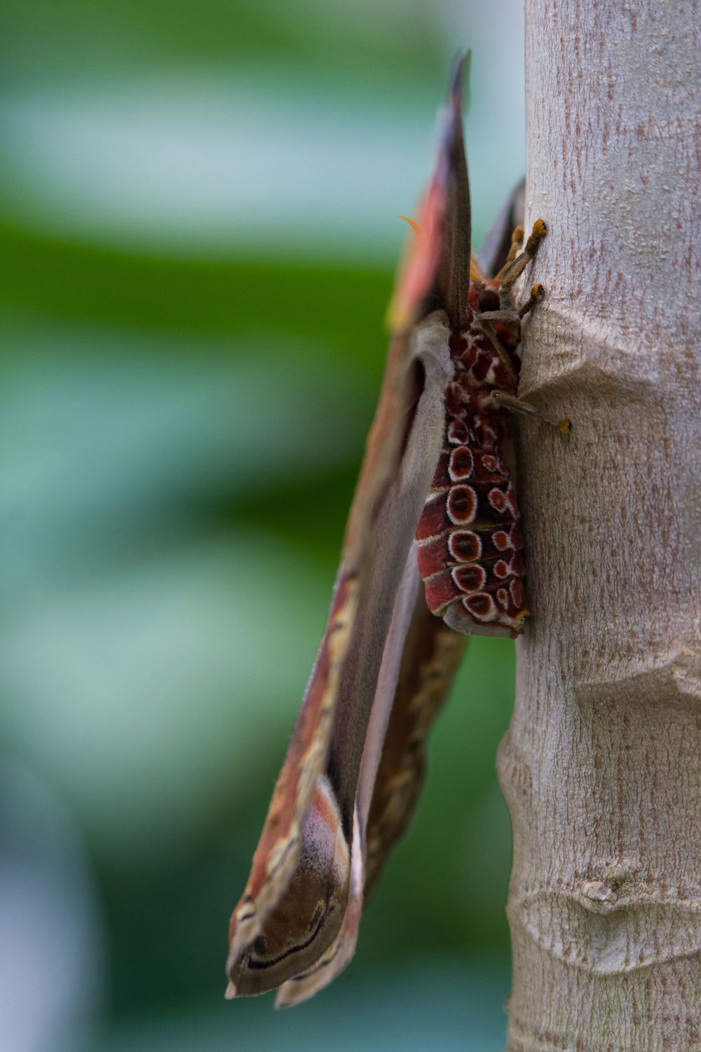 a close up of a small insect on a tree