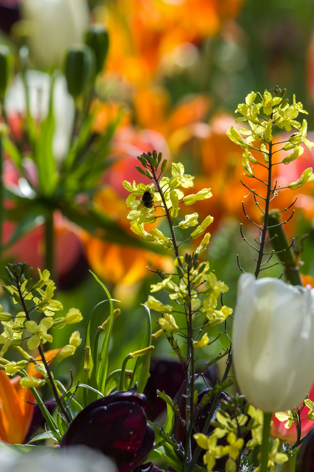 a bunch of flowers that are in the grass