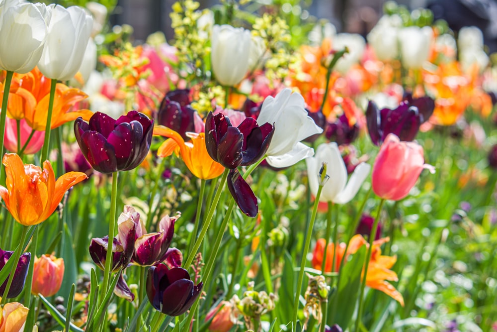 a field full of different colored flowers