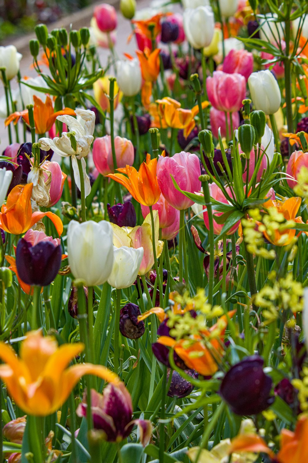 a bunch of flowers that are in the grass