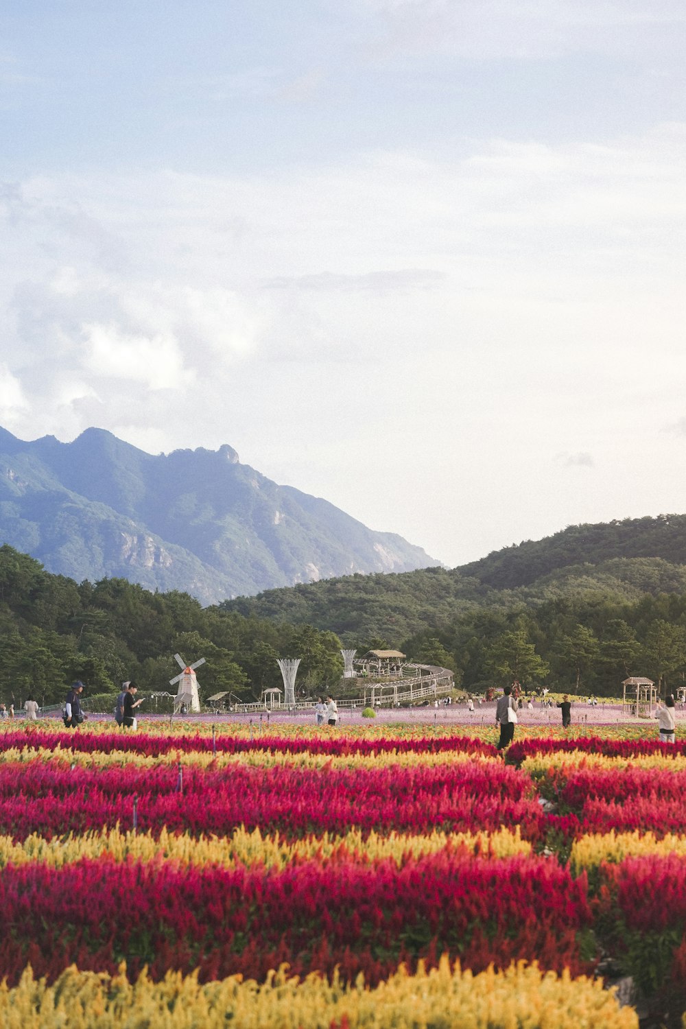 a field of flowers with mountains in the background