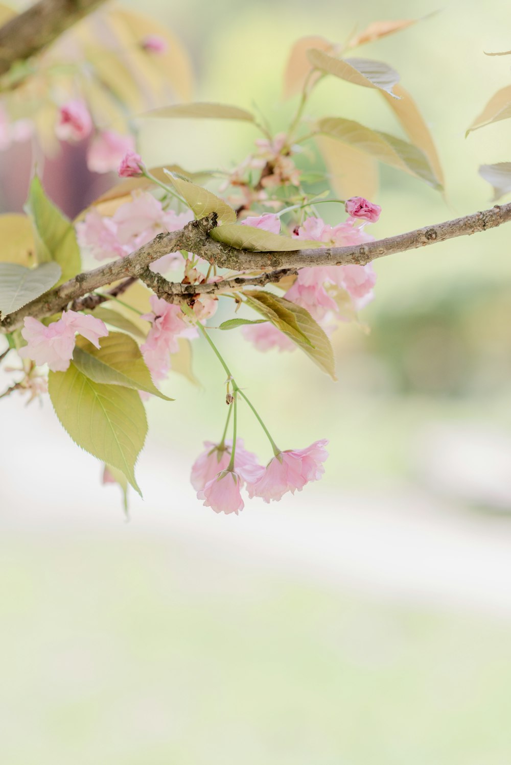 a branch of a tree with pink flowers