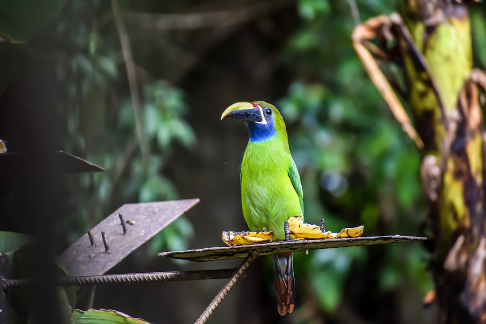 a green and blue bird sitting on a branch
