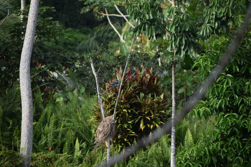 a forest filled with lots of trees and bushes