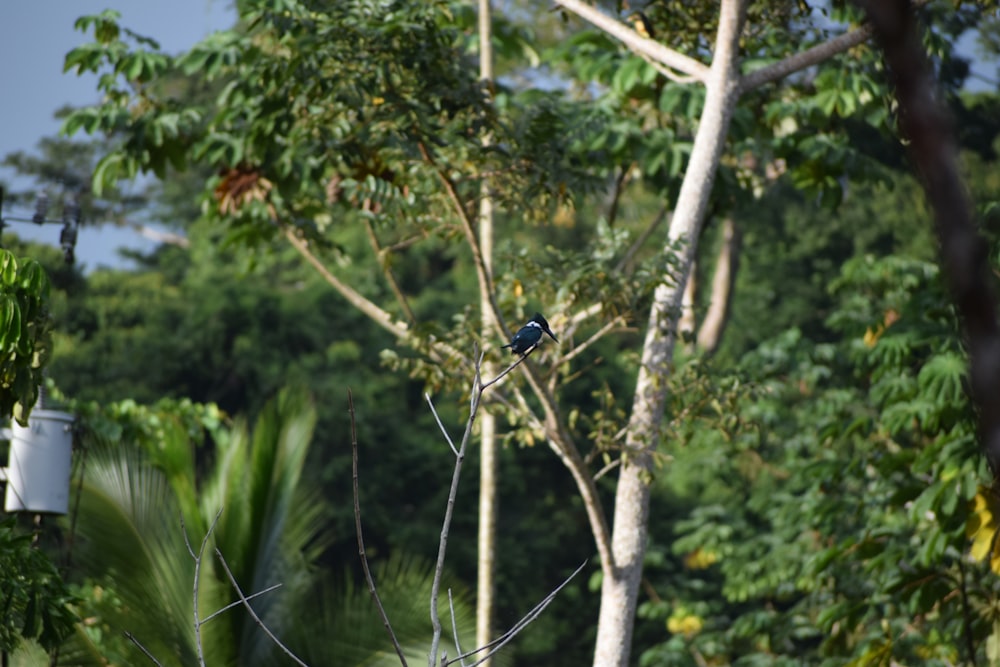 a blue bird perched on a tree branch