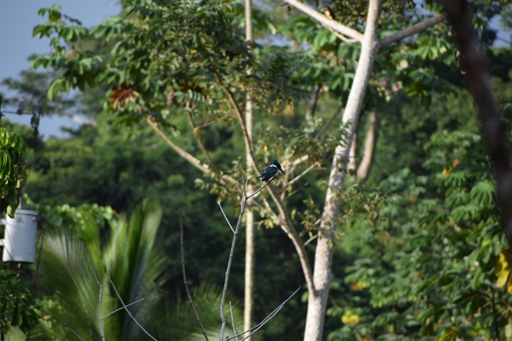 un uccello blu appollaiato su un ramo d'albero