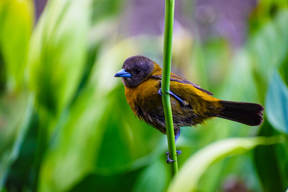 a small bird perched on top of a green plant