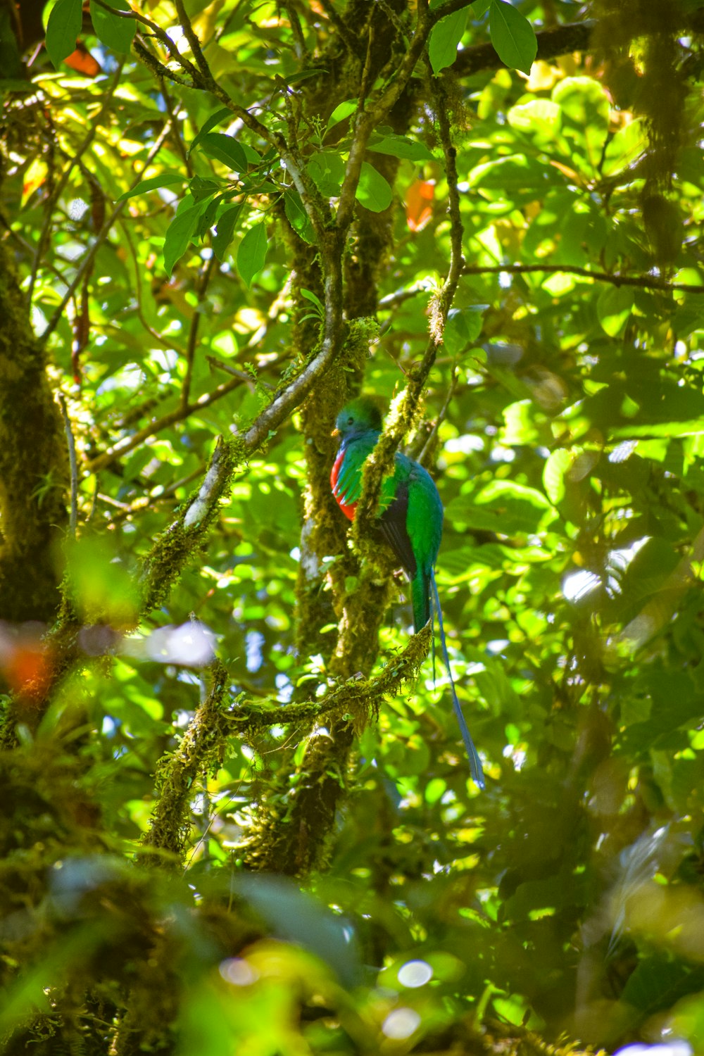 a colorful bird sitting on a branch in a tree