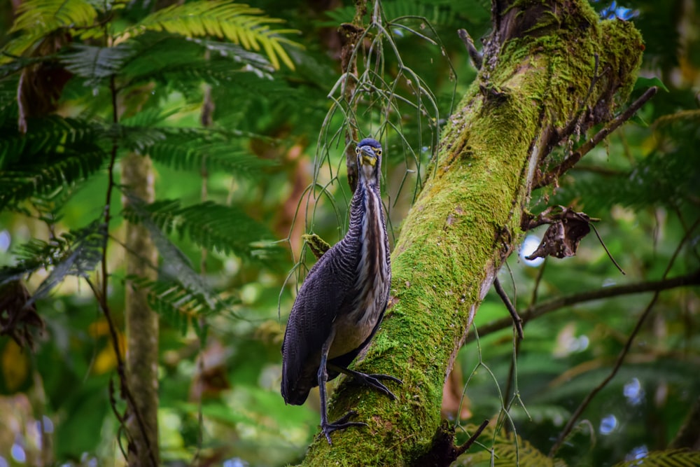 a bird perched on a tree branch in a forest