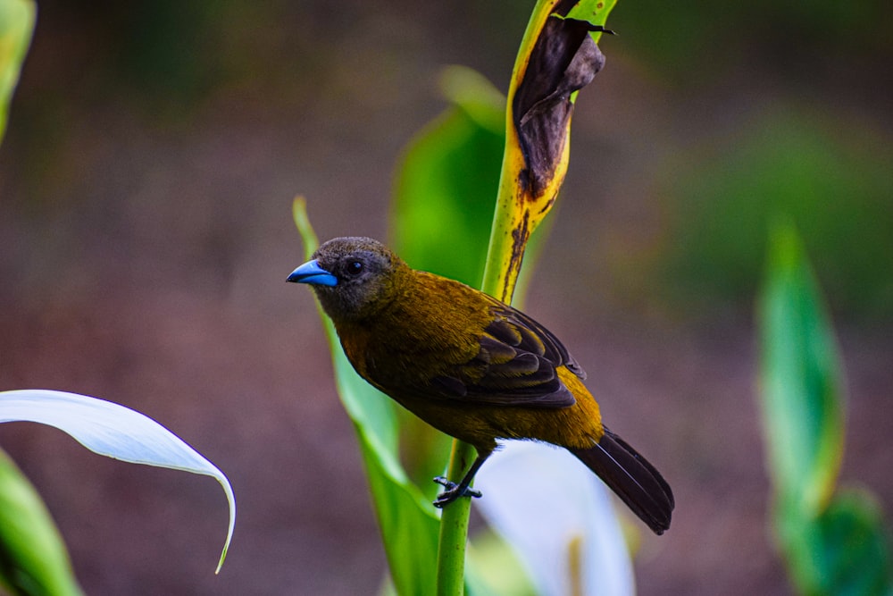 a small brown bird perched on top of a green plant