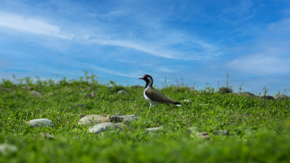 a bird standing in the grass on a hill
