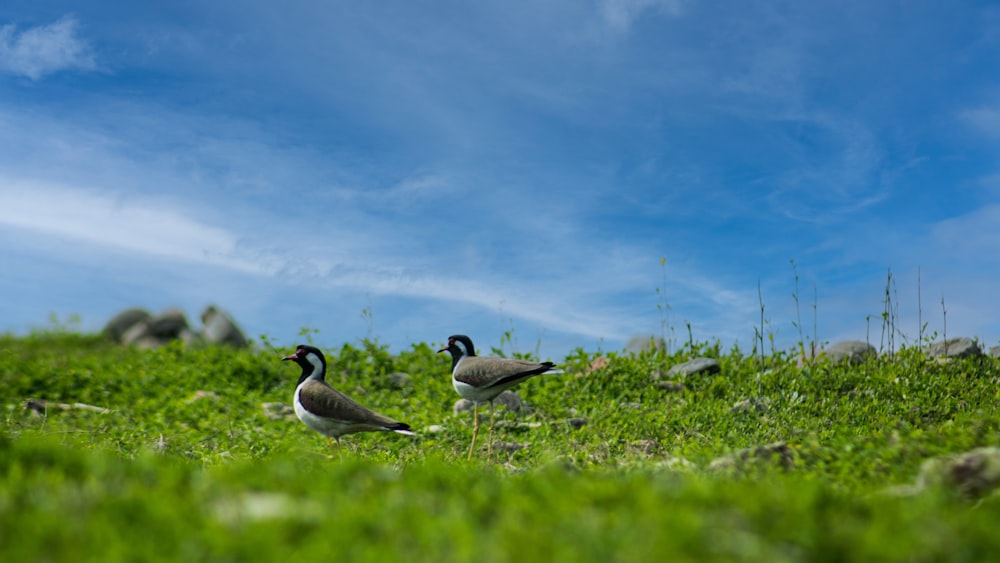 two birds standing in the grass on a sunny day
