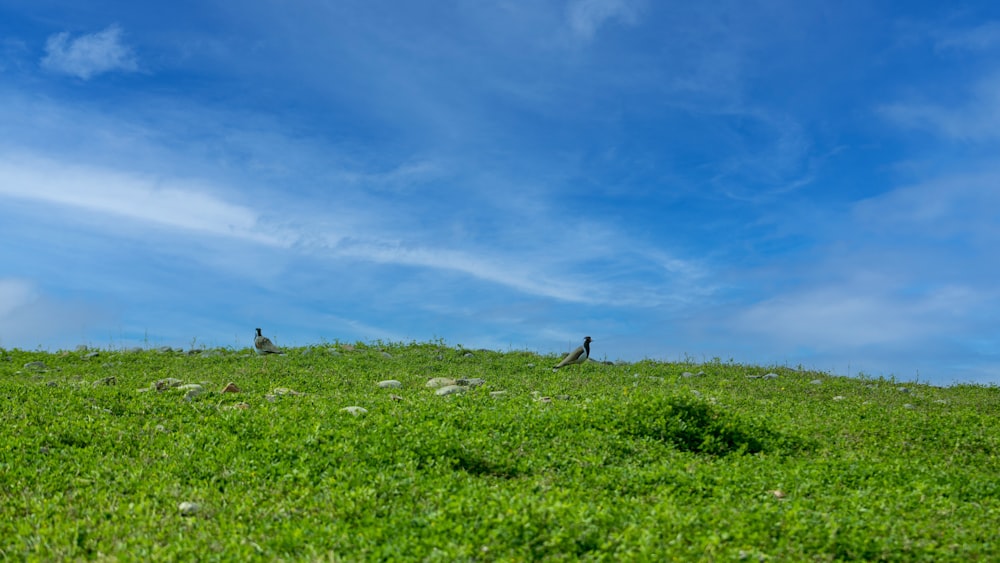two birds sitting on a grassy hill under a blue sky