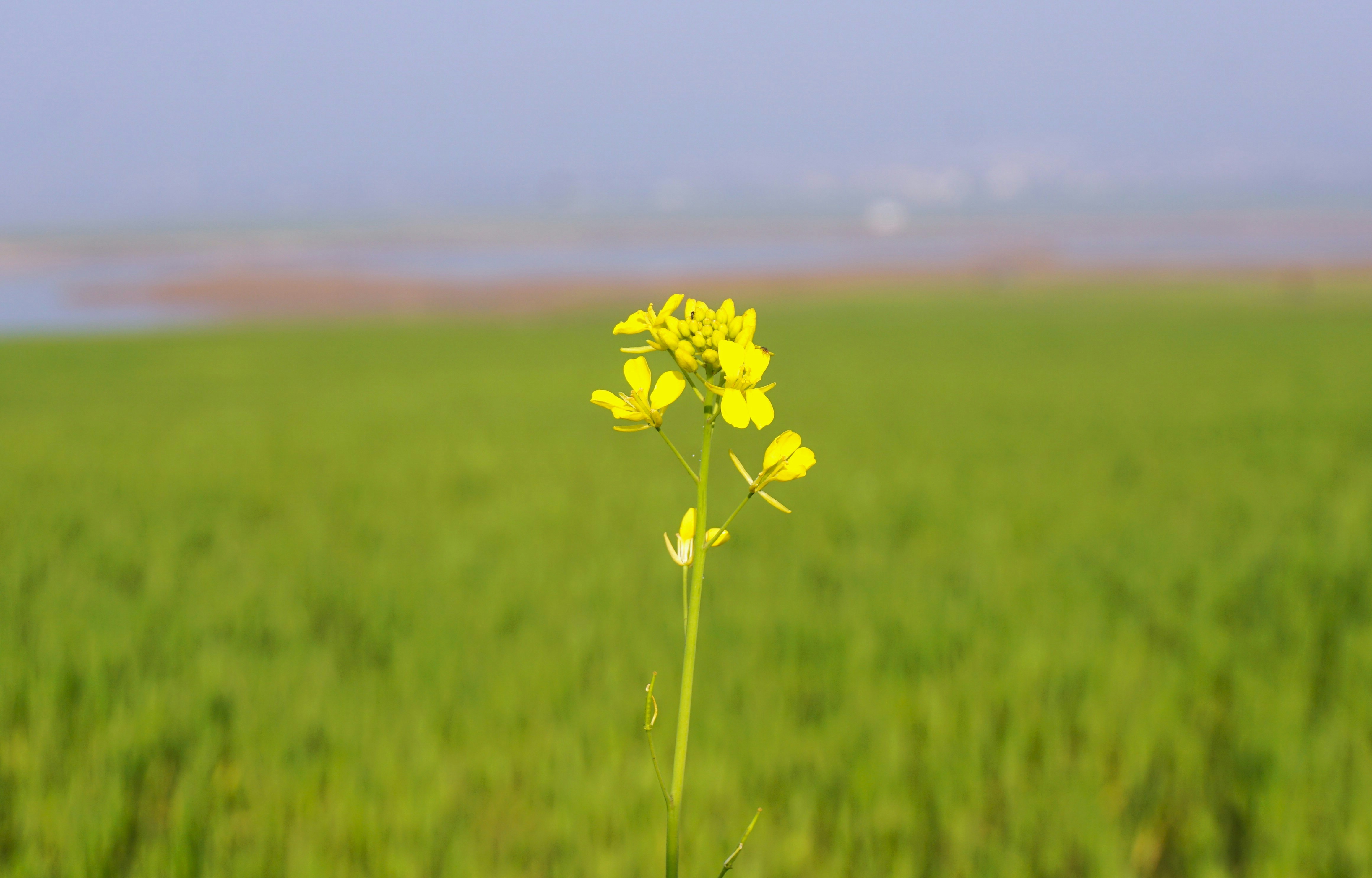 Campo verde perfeito com flor amarela