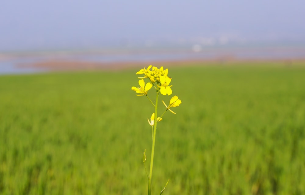 a yellow flower in a field of green grass
