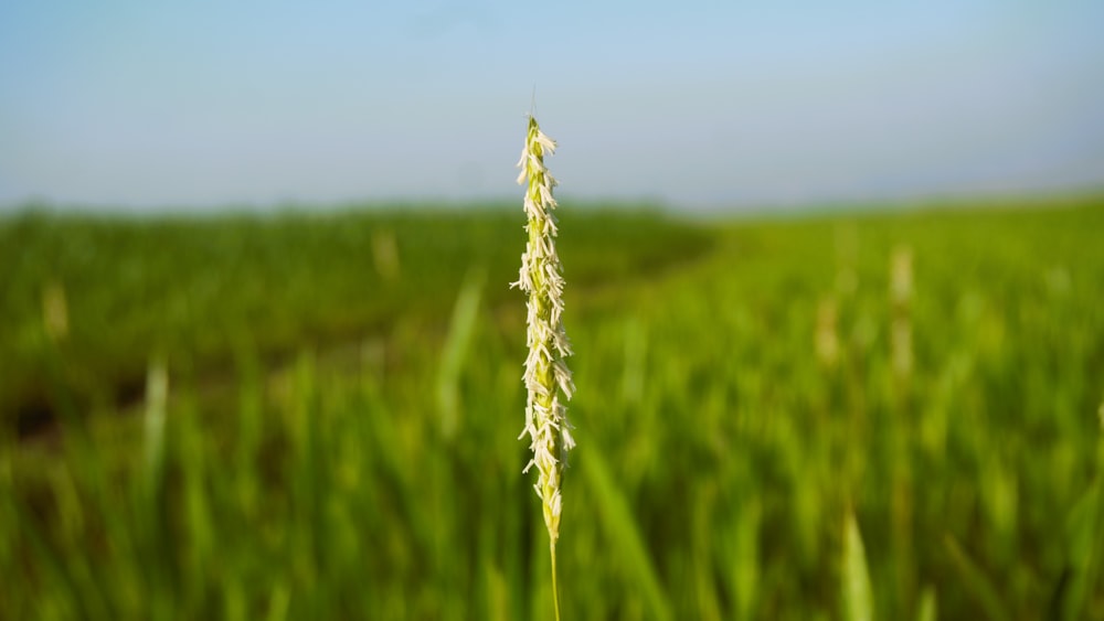 a close up of a plant in a field