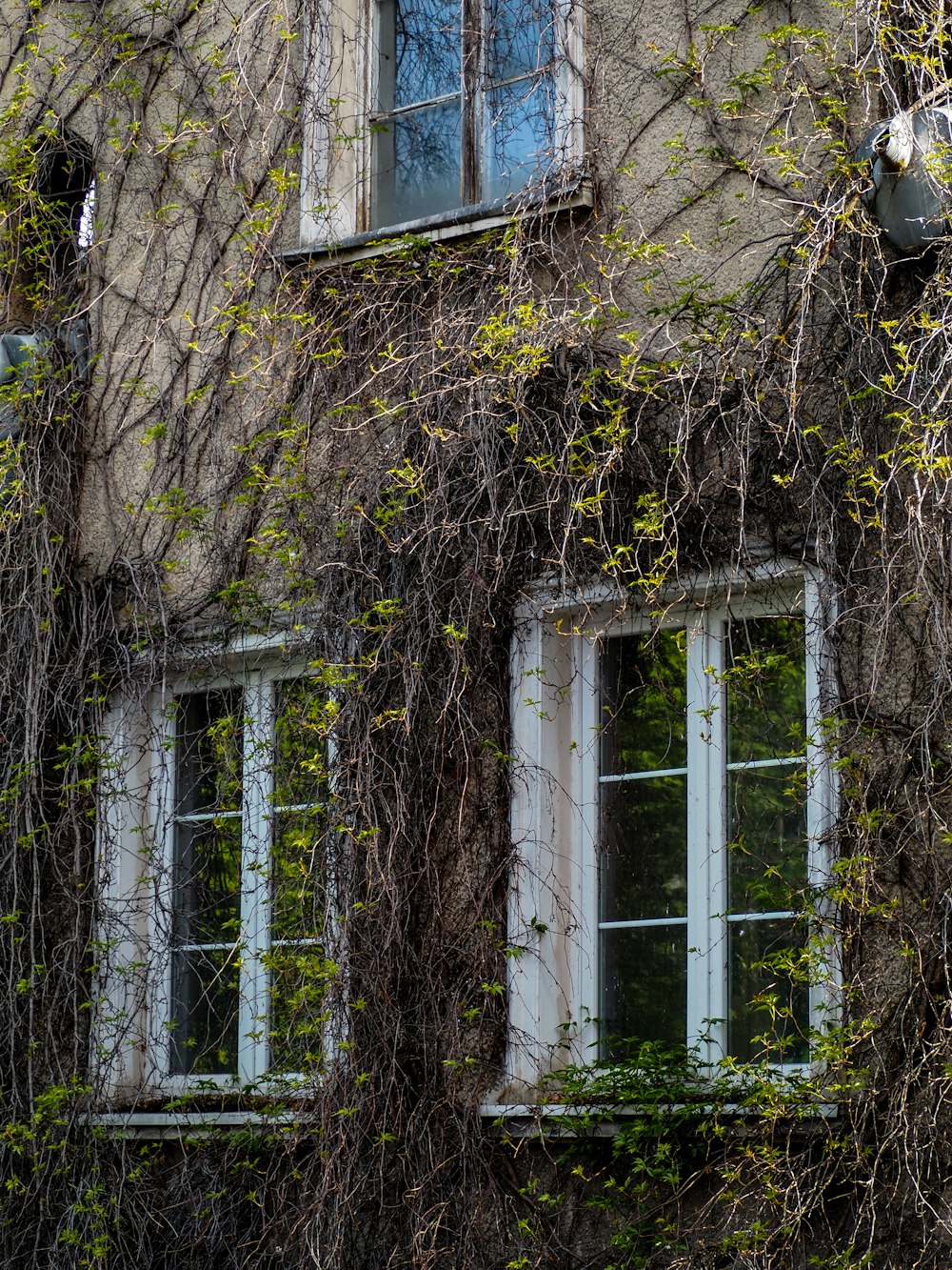 a building covered in vines and vines next to a window