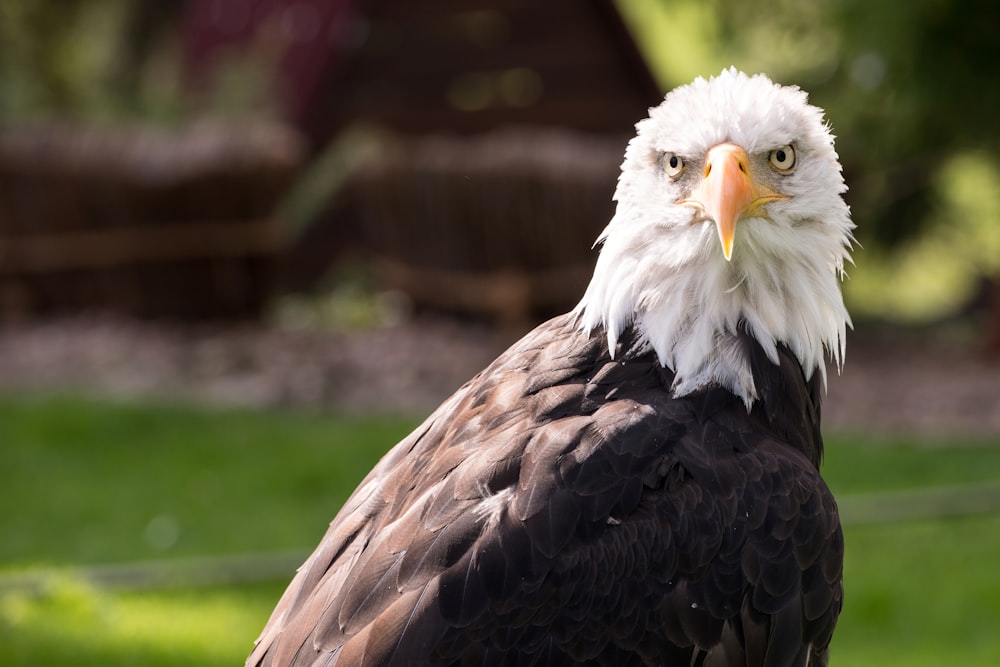 a close up of a bald eagle with a green background