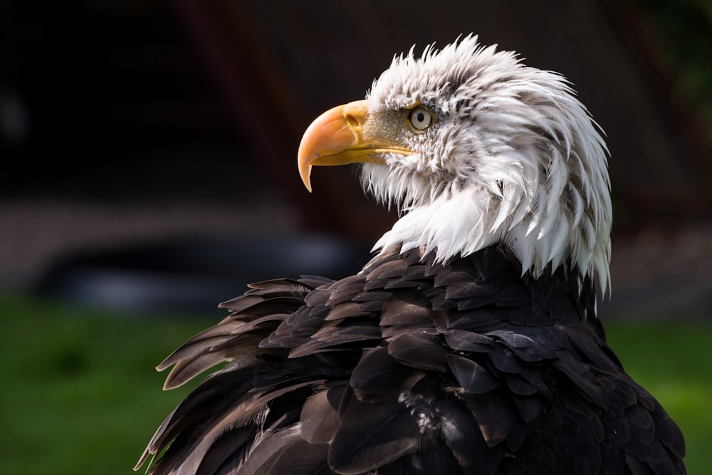 a close up of a bald eagle with a green background