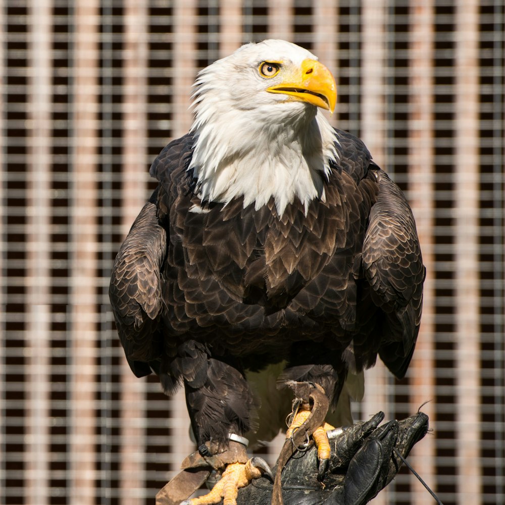 a bald eagle perched on top of a glove