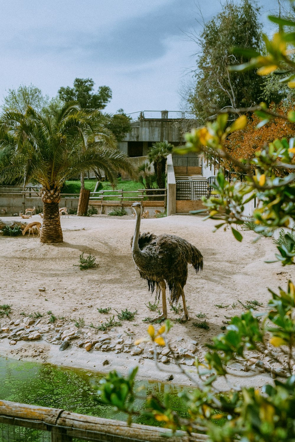 un avestruz parado en la arena cerca de un cuerpo de agua