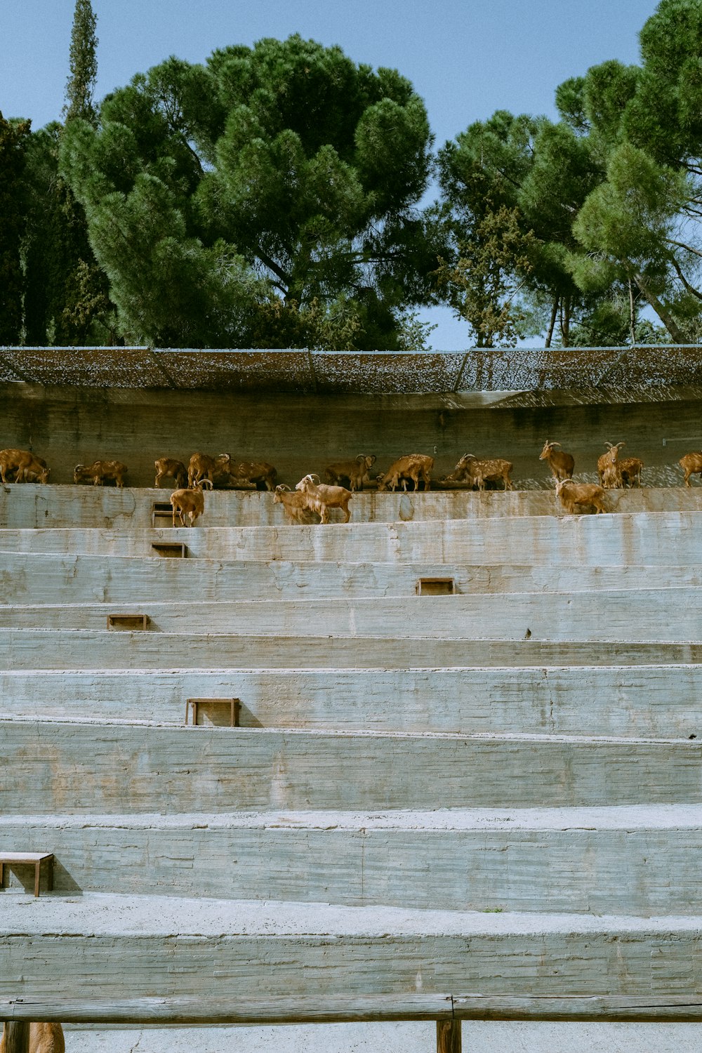 un montón de animales que están parados en fila