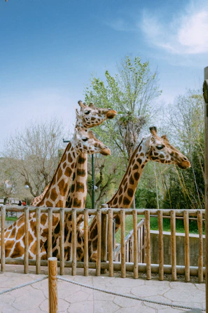 a couple of giraffe standing next to each other