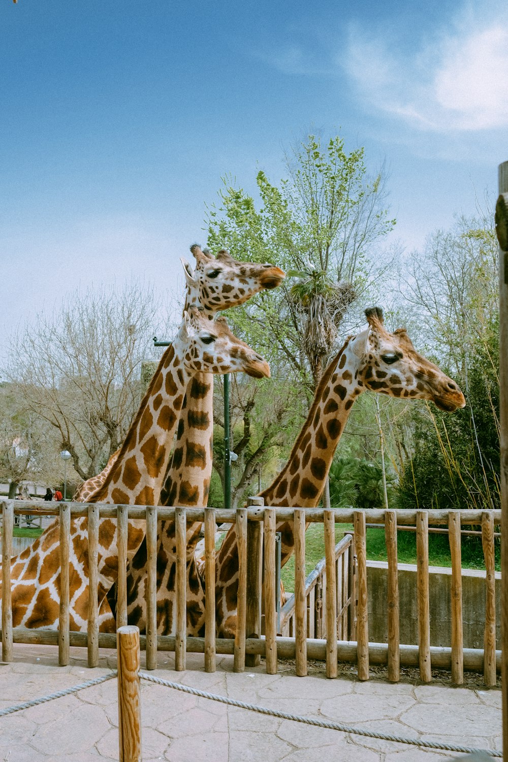 um casal de girafas ao lado um do outro