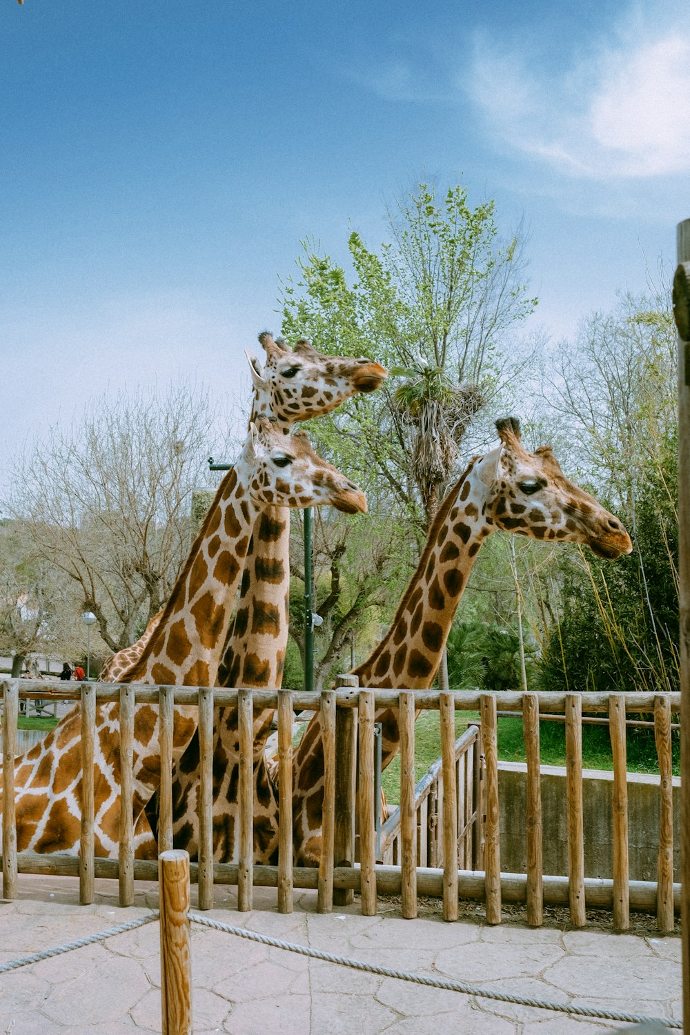 ein Giraffenpärchen steht nebeneinander