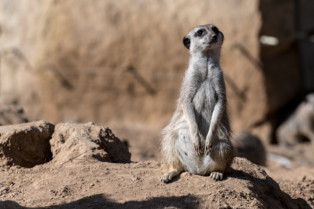 a meerkat sitting on top of a rock