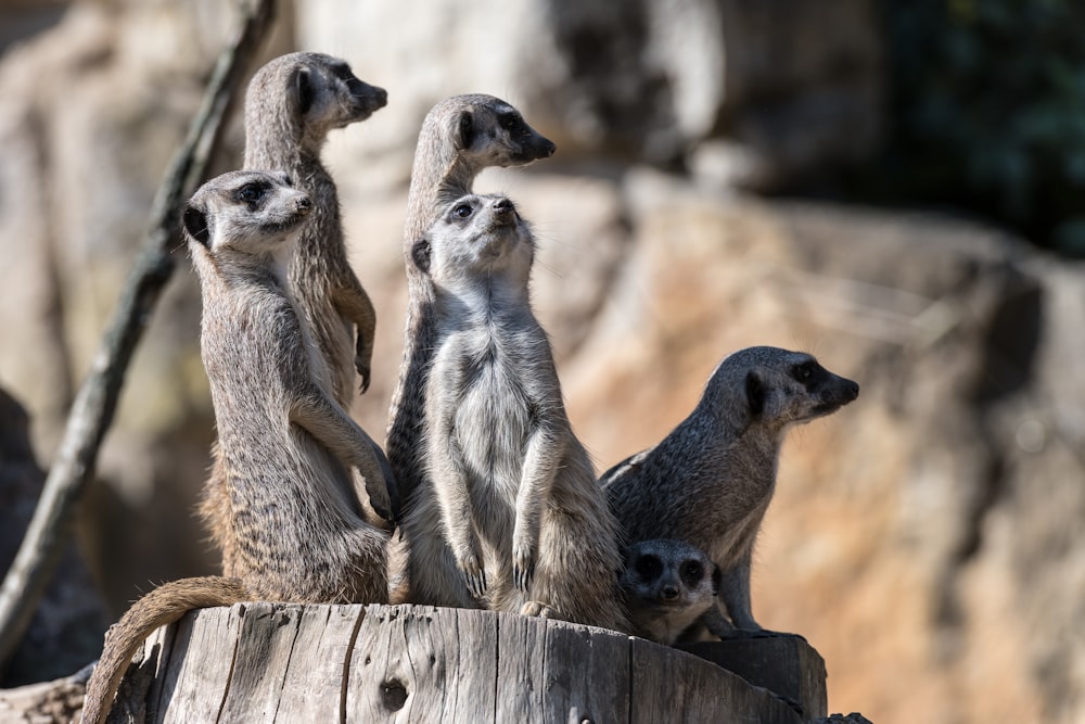 a group of meerkats standing on top of a tree stump