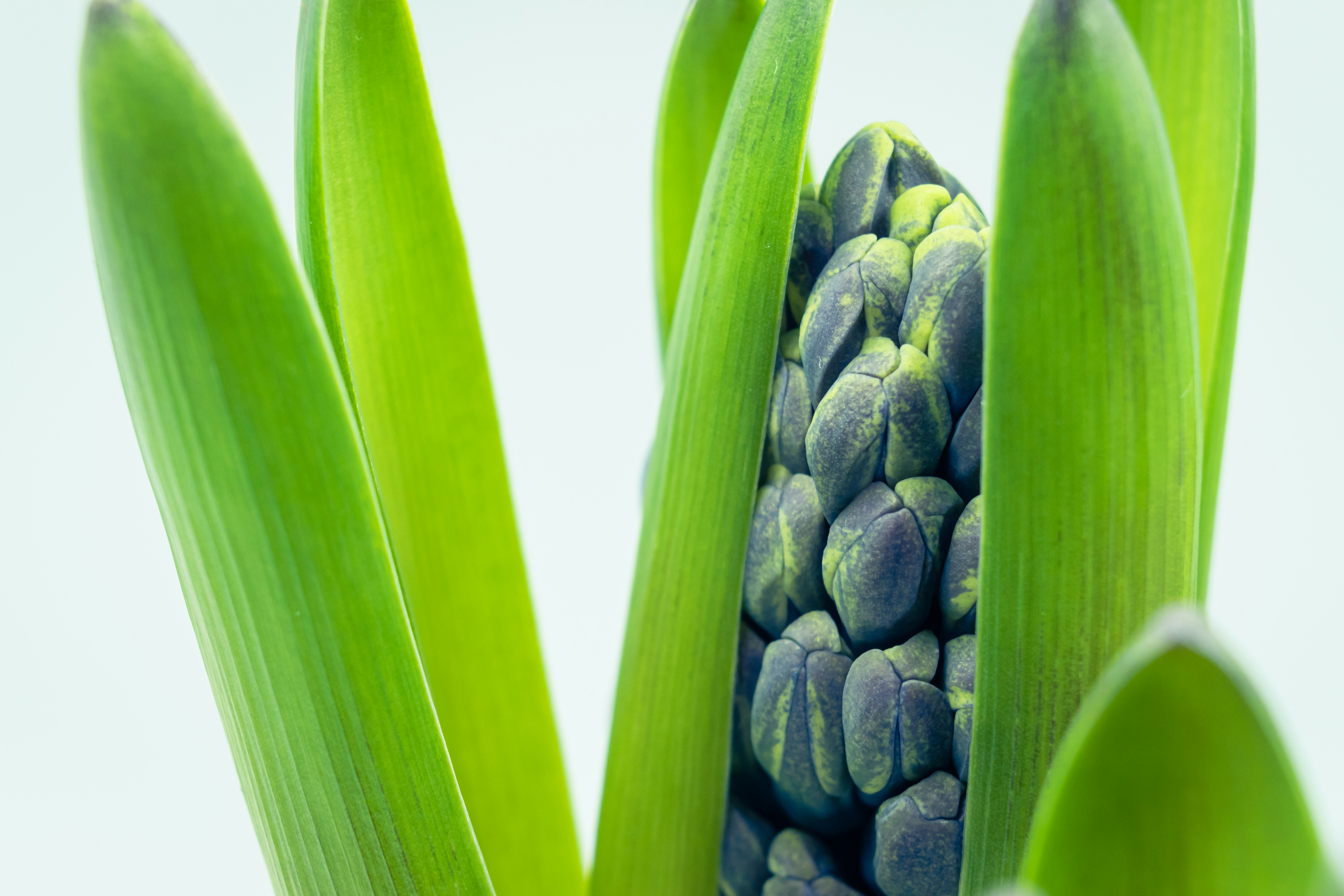 Os benefícios da ervilha como fonte de proteína vegetal