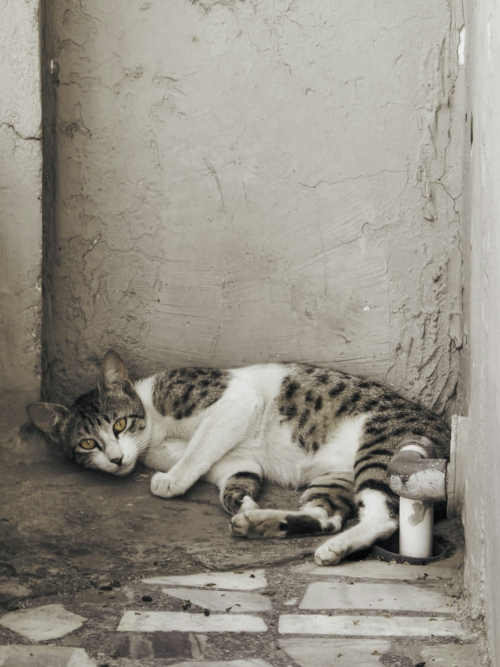 a cat that is laying down on the ground