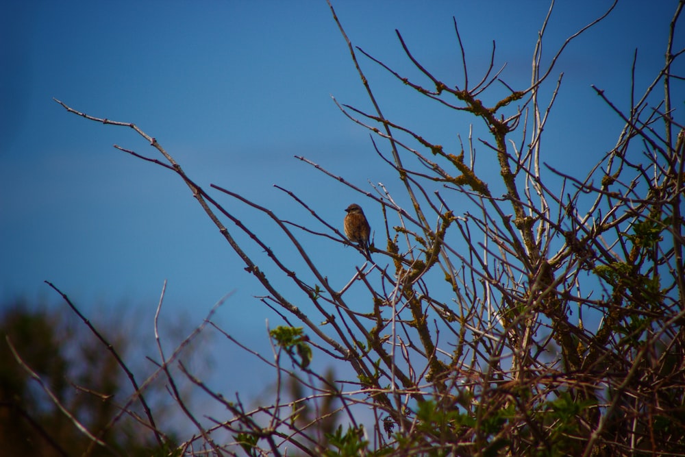 a small bird perched on top of a tree branch