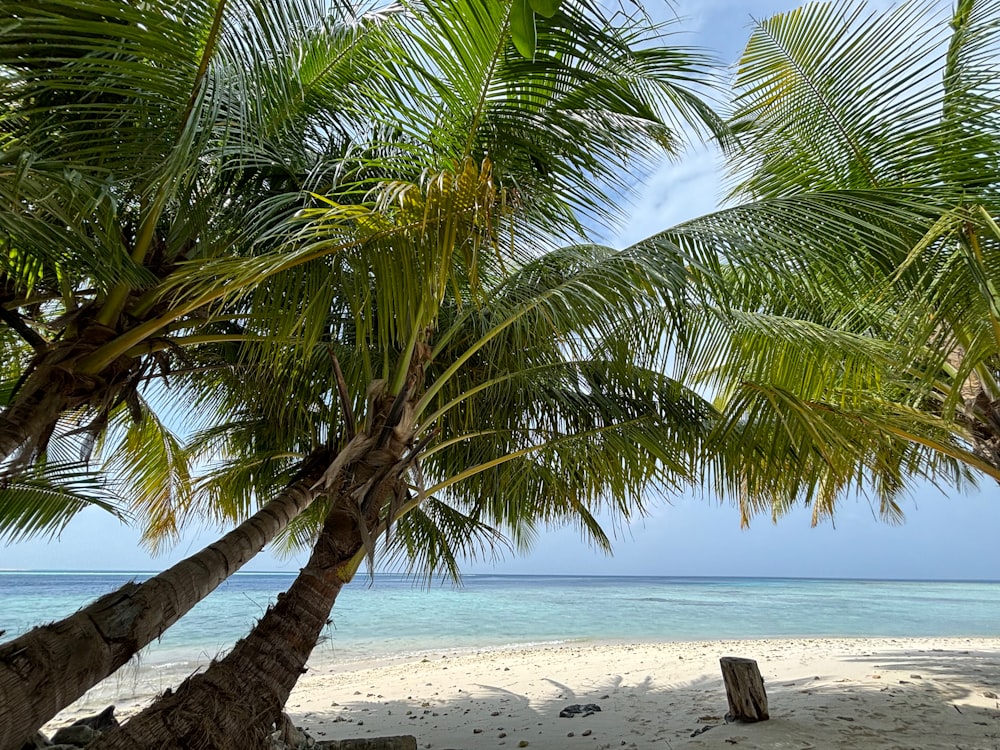 un paio di palme sedute in cima a una spiaggia sabbiosa