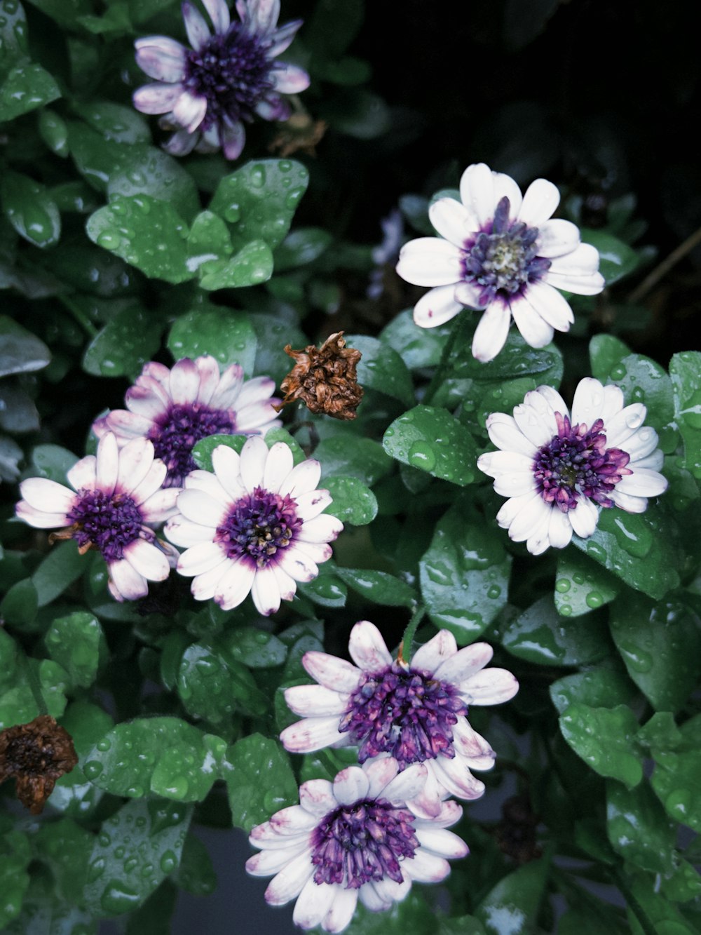 purple and white flowers with green leaves in the background