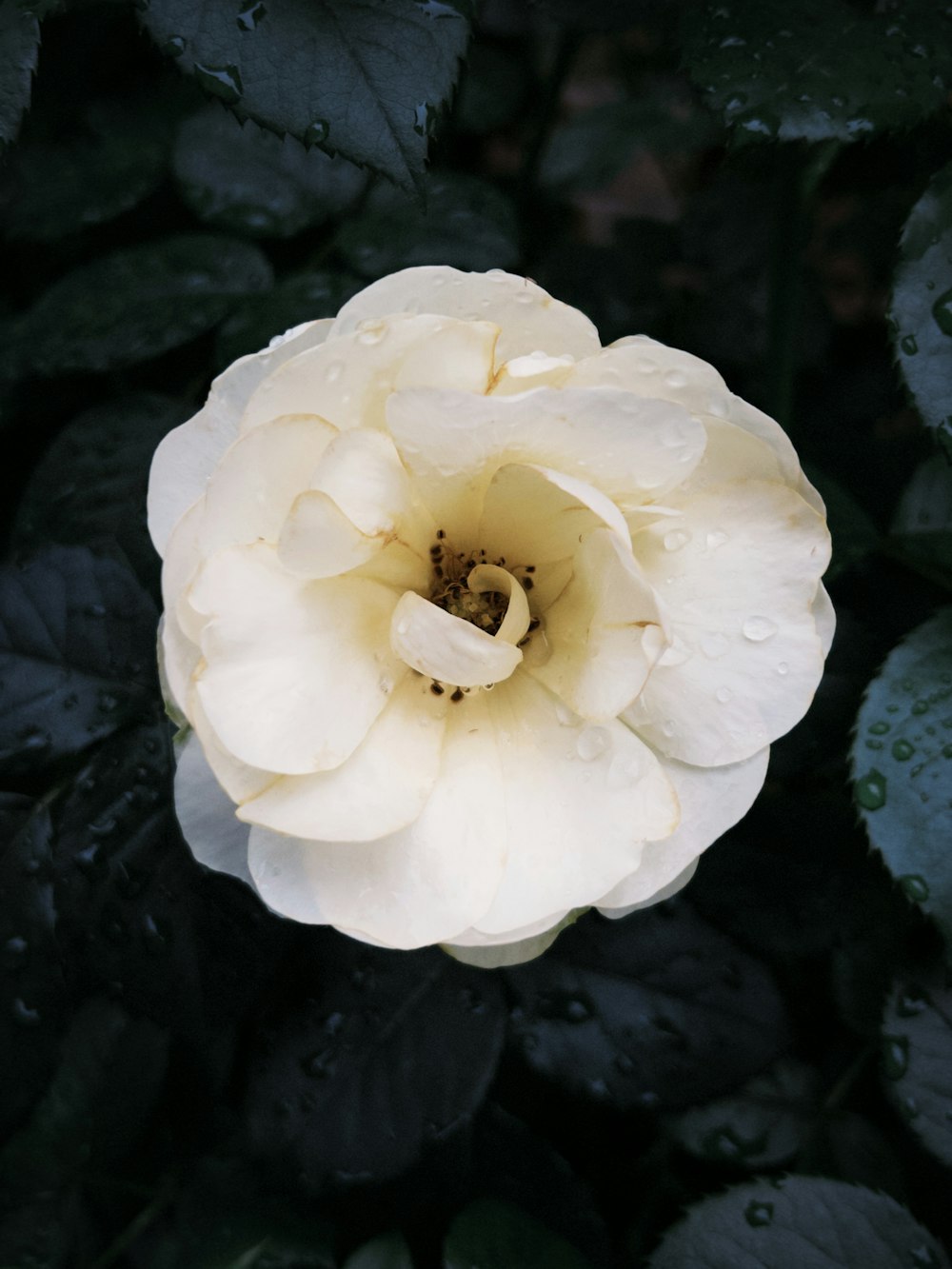 a white flower with water droplets on it