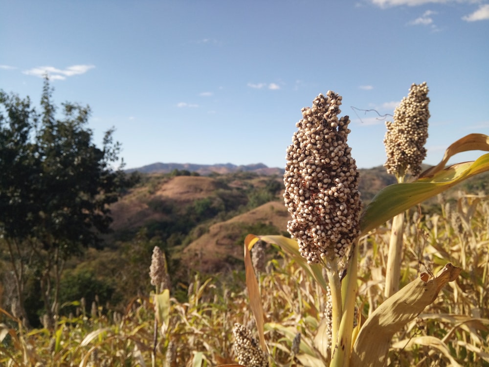 a field of corn with mountains in the background