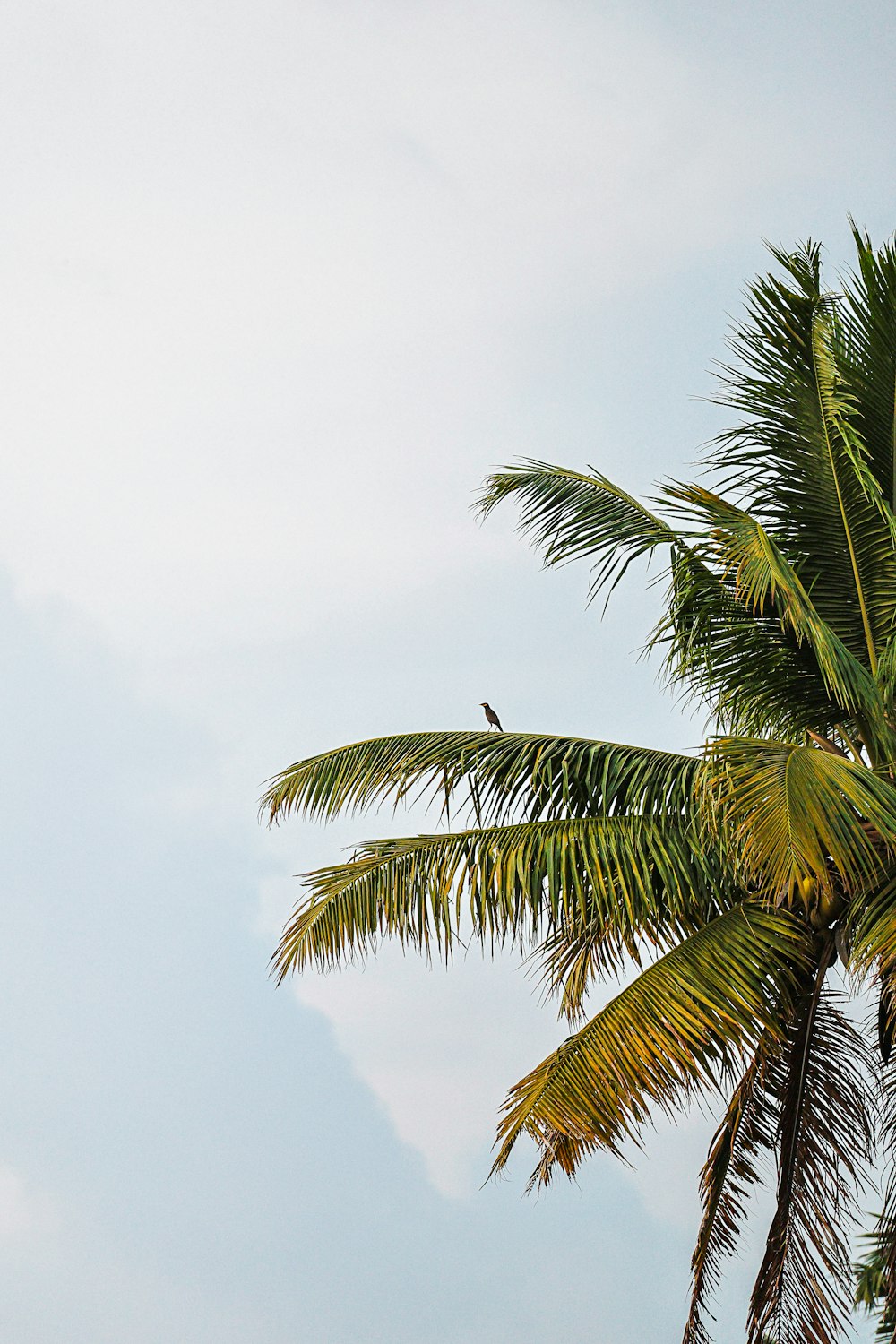 a bird is perched on a palm tree