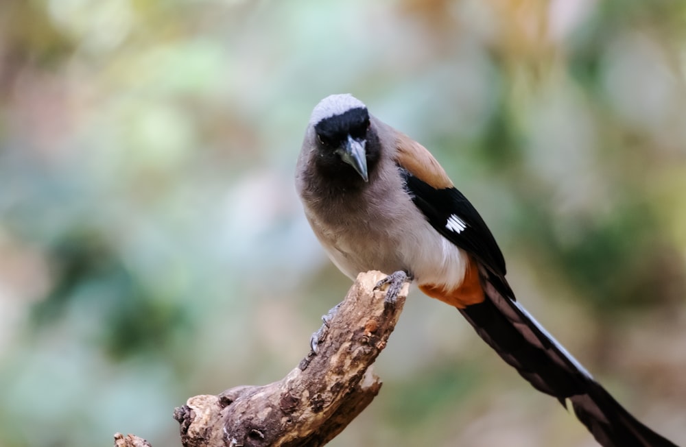 a small bird perched on a tree branch