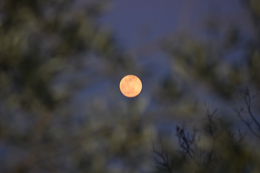 a full moon seen through the branches of a tree