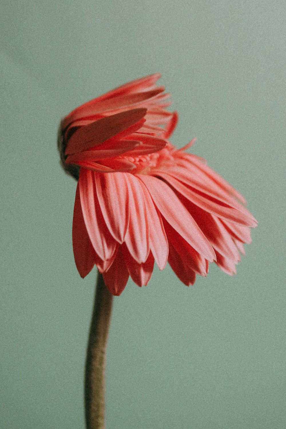 a pink flower with a green background