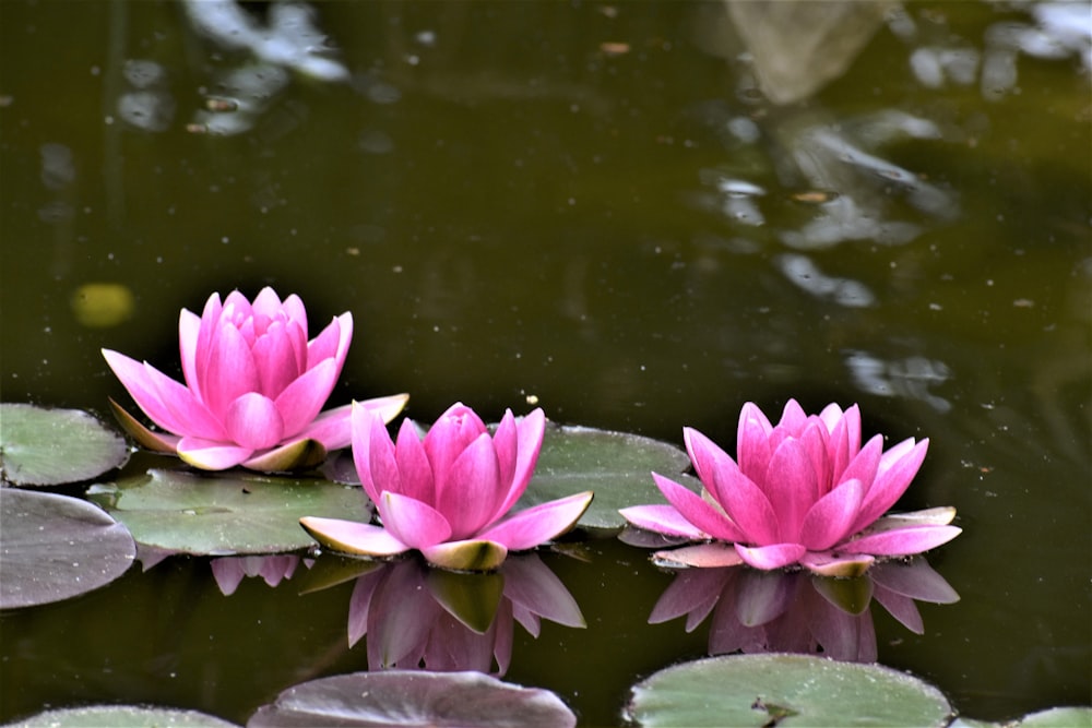 three pink water lilies floating on top of a pond