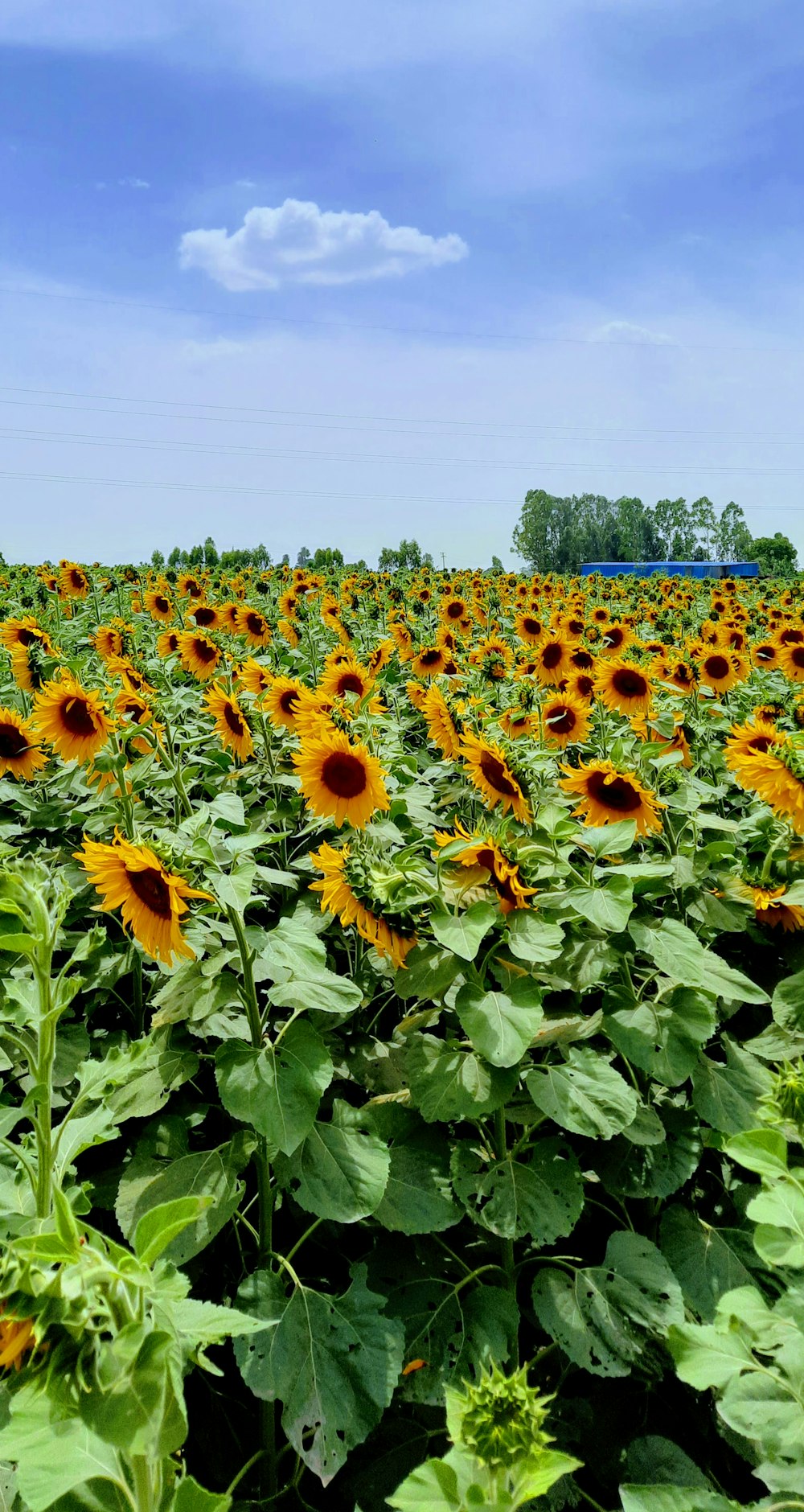 a field of sunflowers with a blue sky in the background