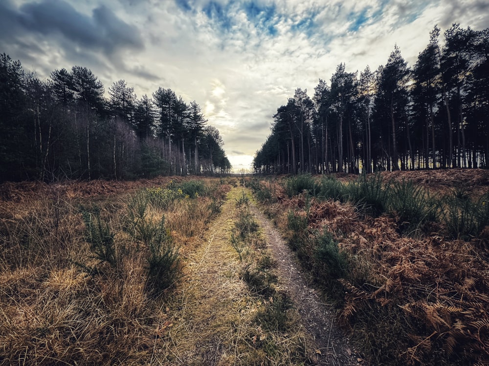 a dirt path through a forest with tall grass