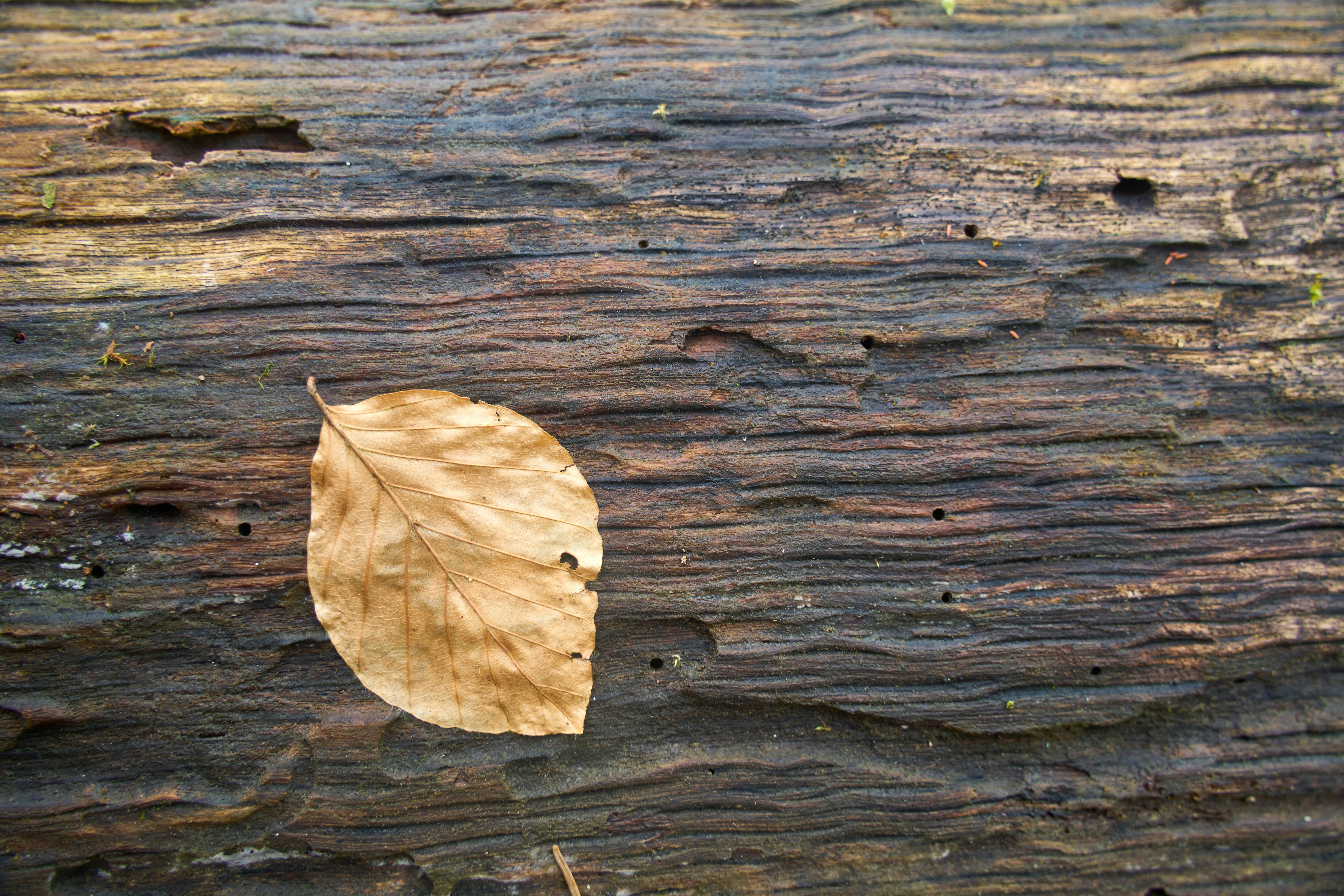 Photo by wolfgang_hasselmann