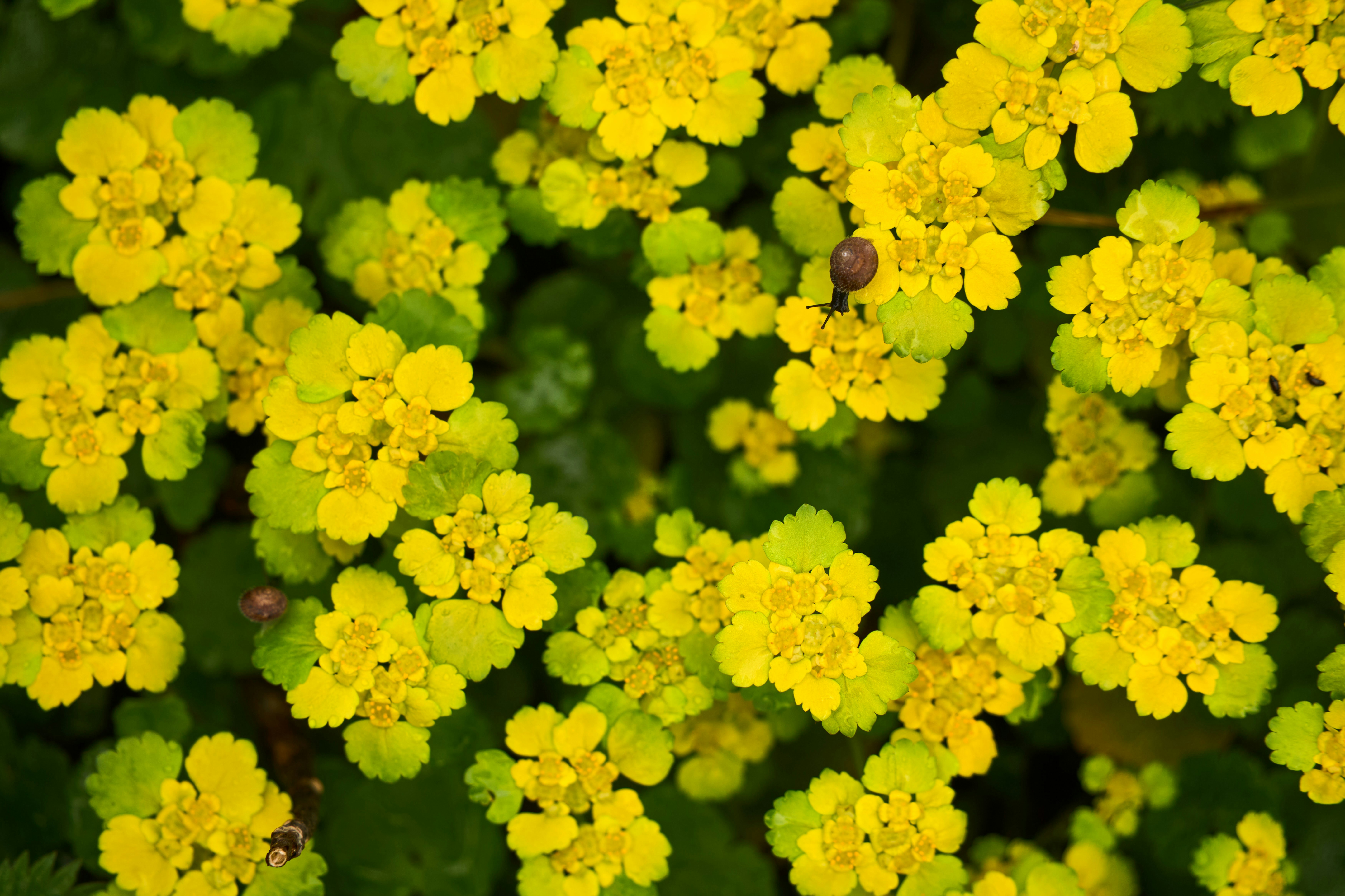 Photo by wolfgang_hasselmann