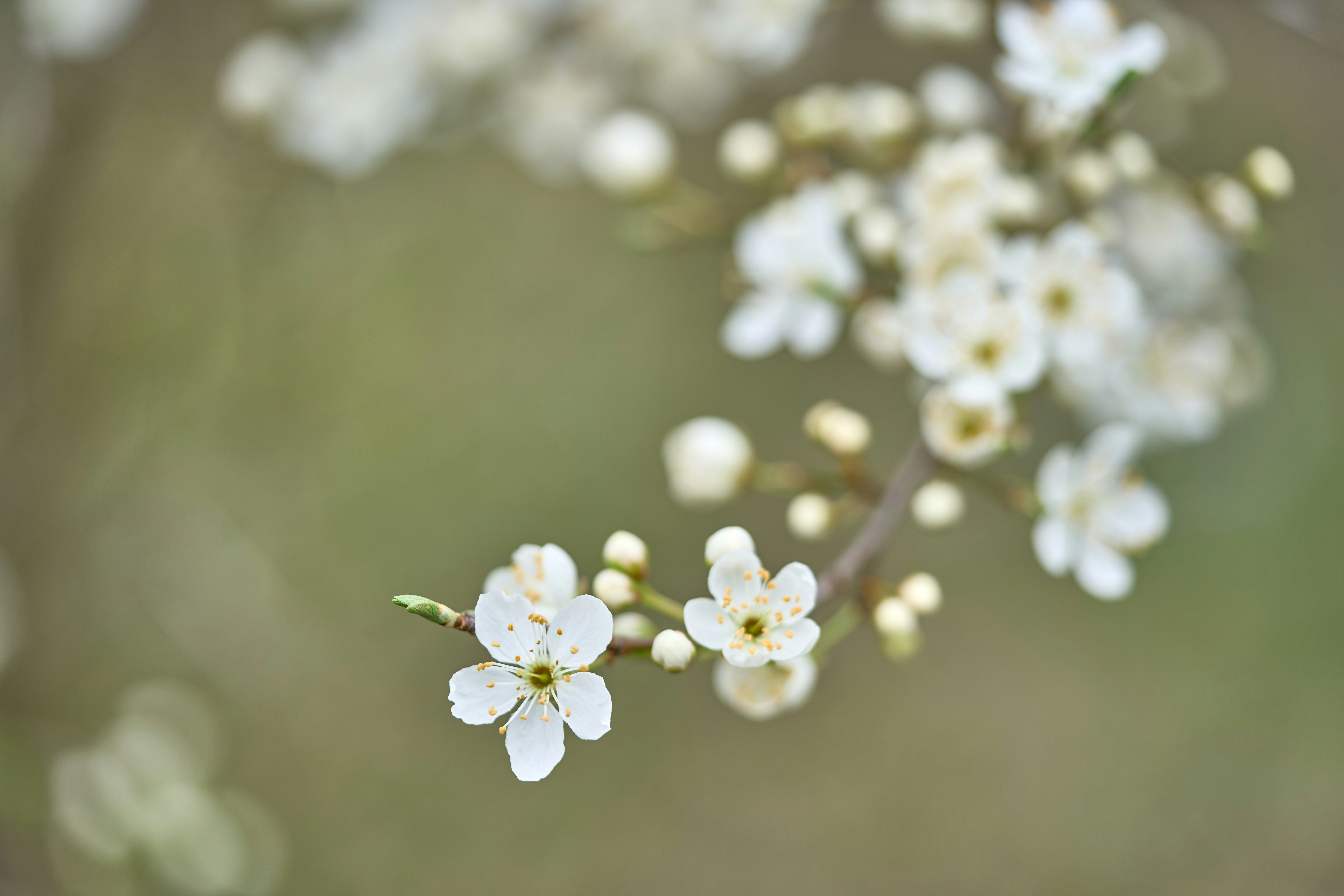 Photo by wolfgang_hasselmann